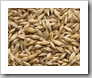 whole barley